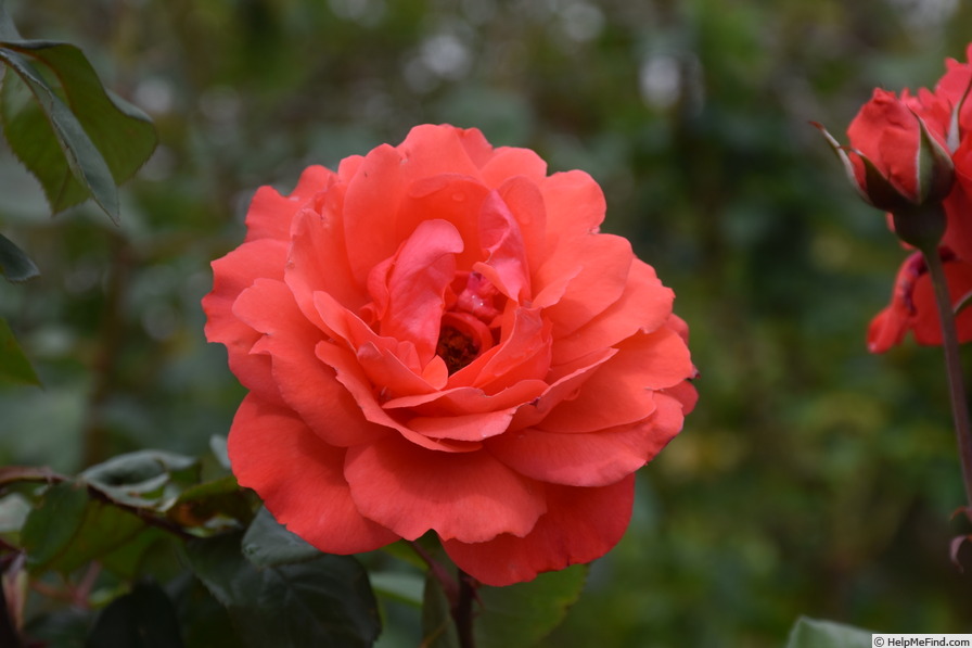 'Scarlet Queen Elizabeth' rose photo