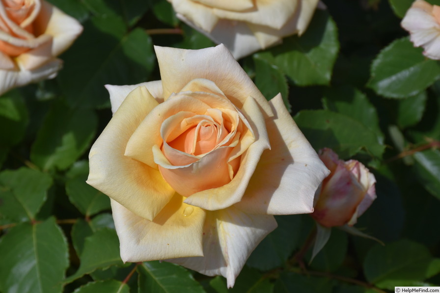 'Diamond Jubilee (hybrid tea, Boerner, 1947)' rose photo