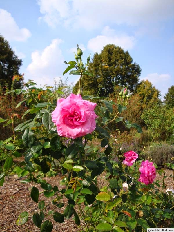 'Heilige Elisabeth' rose photo