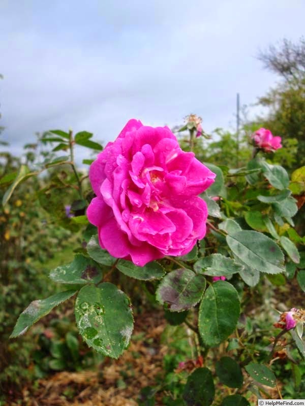 'Madame Charles Baltet' rose photo