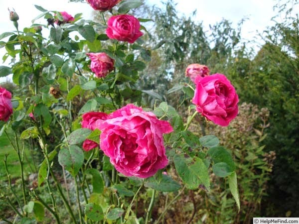 'Ulrich Brunner Fils' rose photo