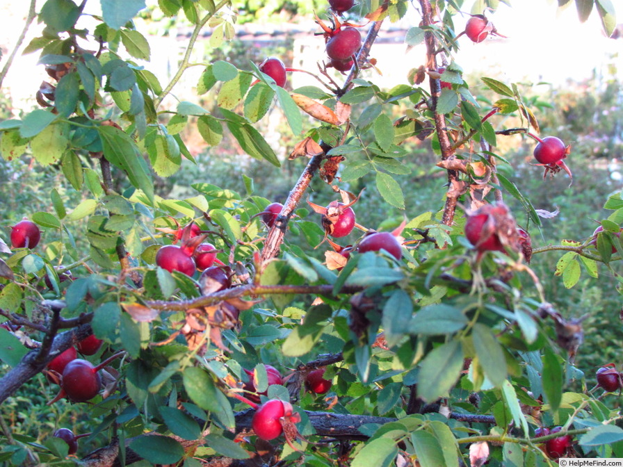 'Frühlingsgold' rose, click to enlarge 'Frühlingsgold' rose photo