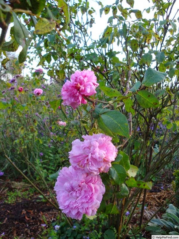 'Jacques Cartier' rose photo