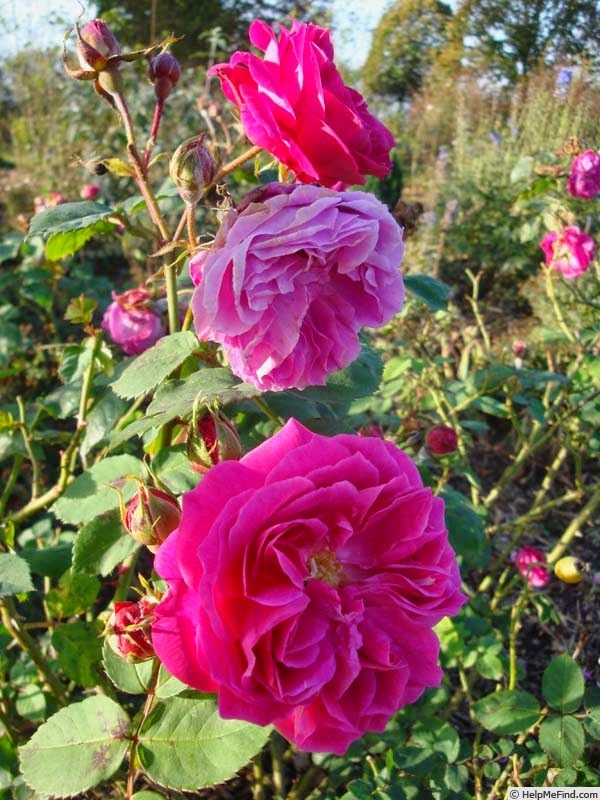 'Desgaches (bourbon, Desgaches, 1840)' rose photo