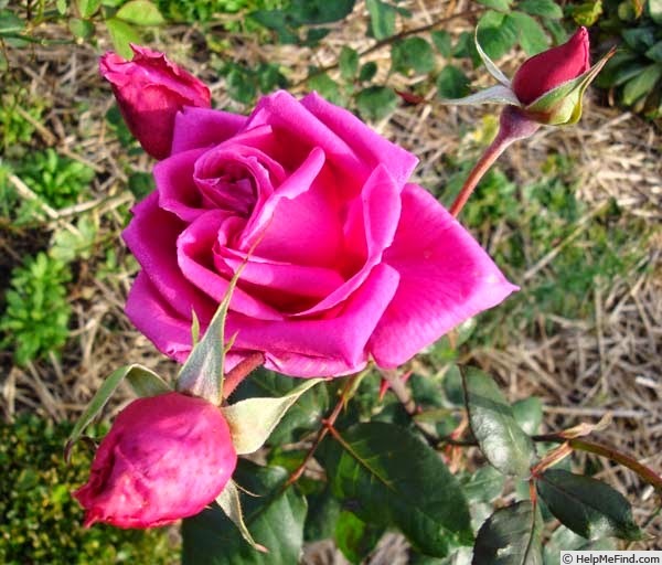 'Earl Godard Bentinck' rose photo