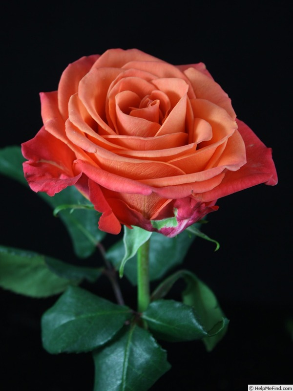 'Orange Crush ® (florists rose, De Ruiter, 2013)' rose photo