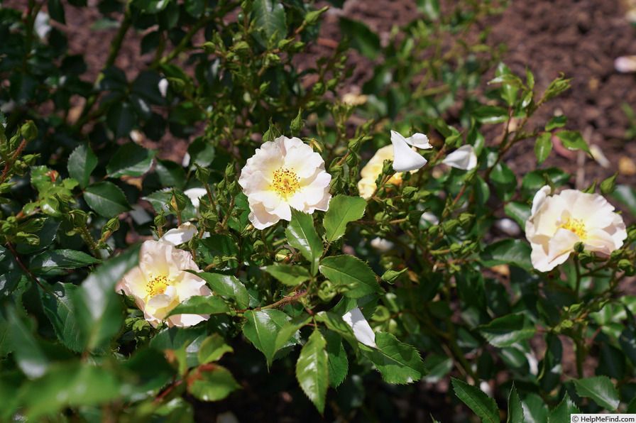 'Devon (shrub, Poulsen 1990)' rose photo
