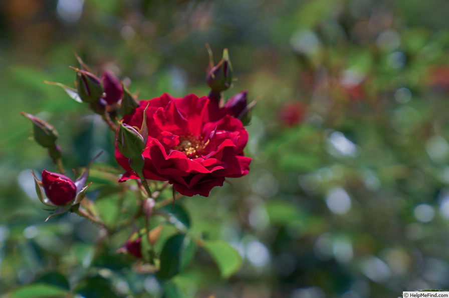 'Mainaufeuer ®' rose photo