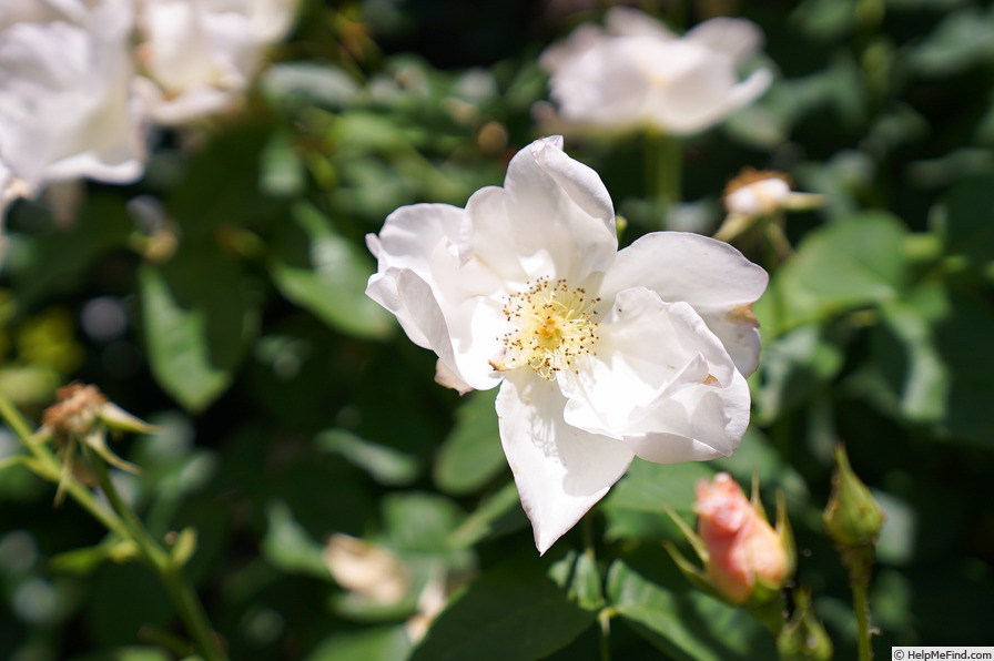 'Martine Guillot ®' rose photo