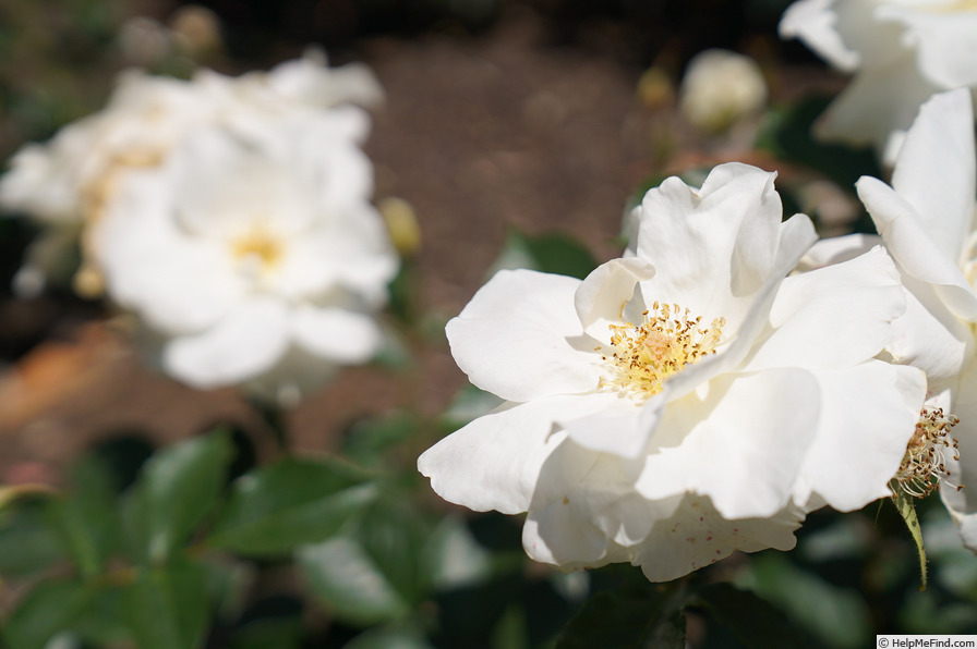 'White Simplicity ®' rose photo