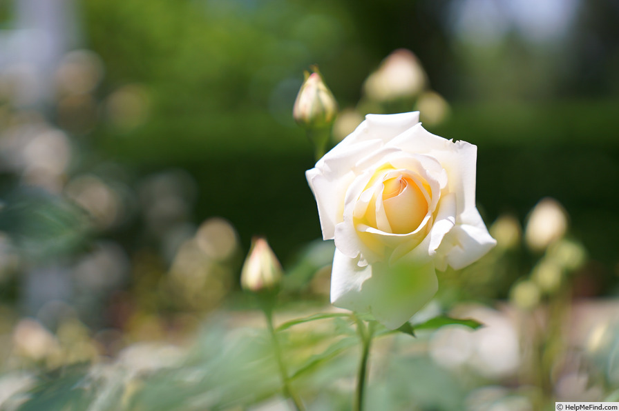 'Nana Mouskouri (floribunda, Dickson, 1975)' rose photo