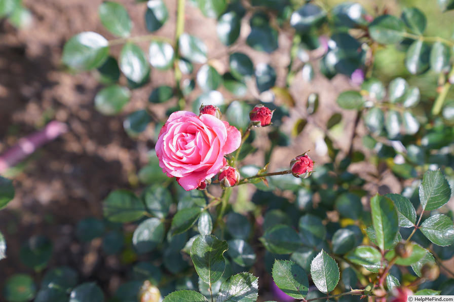 'Bella Rosa ® (floribunda, Kordes 1981)' rose photo
