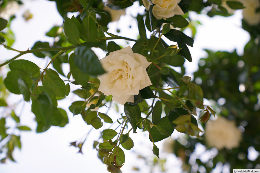 'Albéric Barbier (Rambler, Barbier, 1900)' rose photo