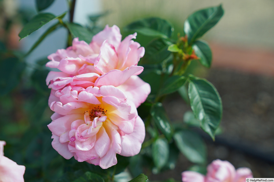 'Shot Silk' rose, click to enlarge 'Shot Silk' rose photo