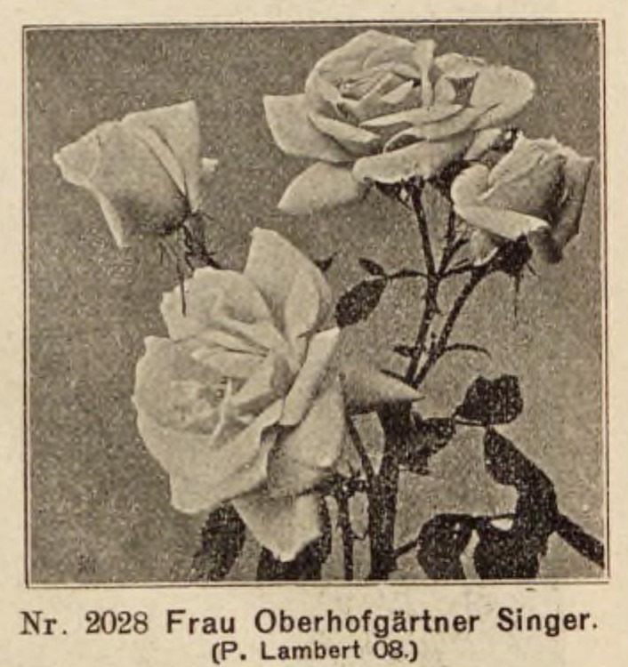 'Frau Oberhofgärtner Singer' rose photo
