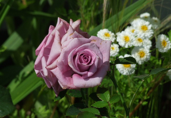 'Olivia Rose' rose photo