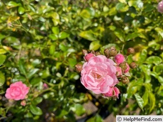 'Fairy, Cl.' rose photo