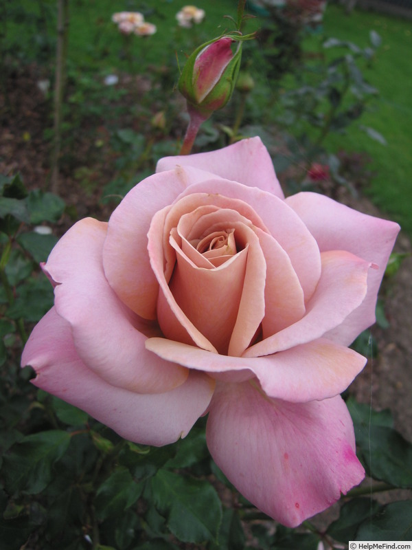 'Simply Gorgeous' rose photo
