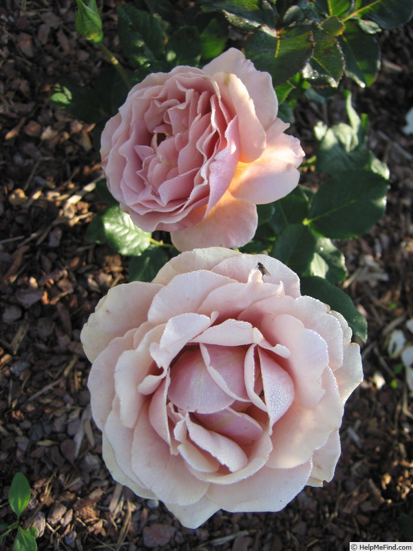 'Simply Gorgeous' rose photo