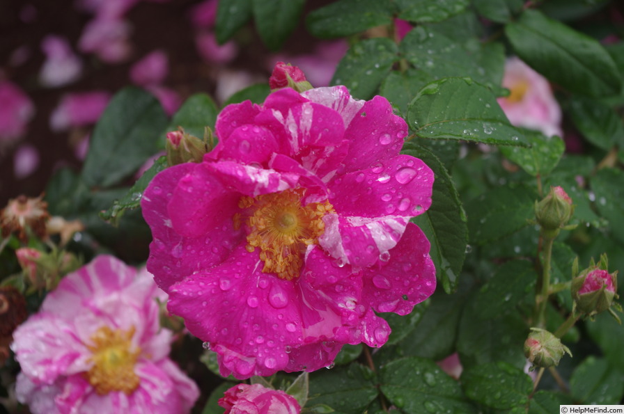 'R. gallica versicolor' rose photo