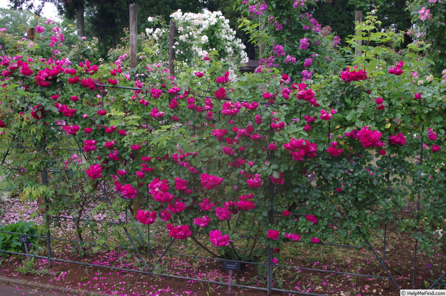 'Himmelsauge' rose photo