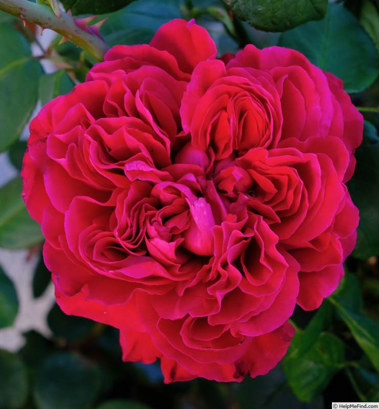 'Rouge Royale ®' rose photo