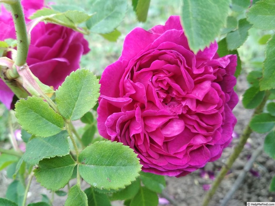 'Chianti' rose photo