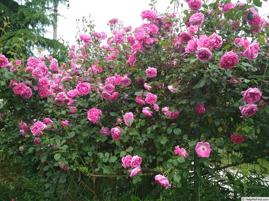 'Pink Cloud (climber, Boerner 1952)' rose photo