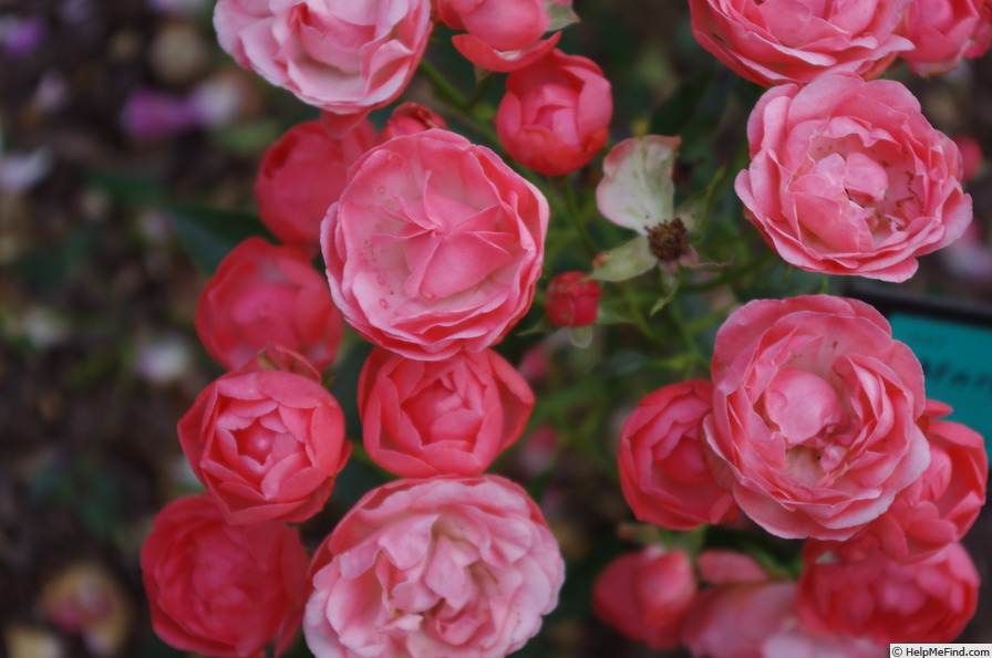 'Margo Koster' rose photo