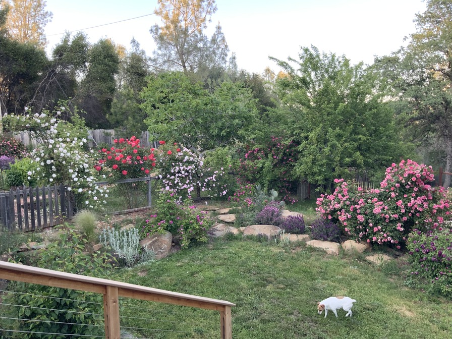 'My Kelsey California Garden'  photo