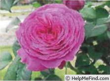 'KIM-J-1441' rose photo