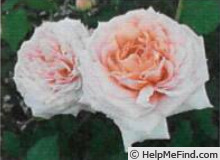 'Appramist' rose photo