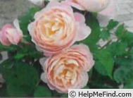 'RLPR01' rose photo