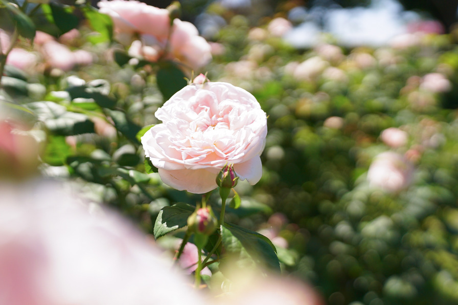 'Eglantyne' rose photo