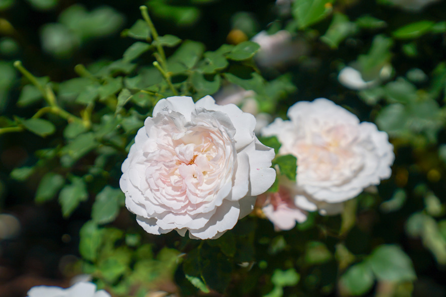 'Miss Alice ® (shrub, Austin 2000)' rose photo