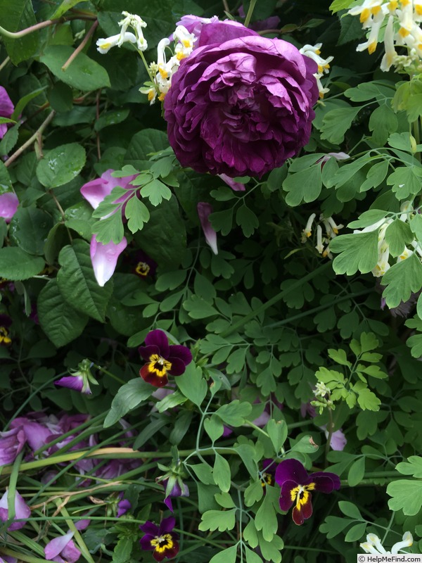 'Cardinal de Richelieu (Hybrid China, Parmentier, pre 1847)' rose photo