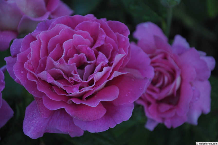 'Kronenbourg ®' rose photo