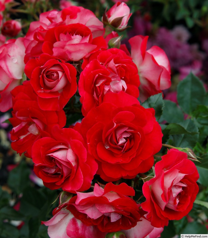 'Corazon ®' rose photo
