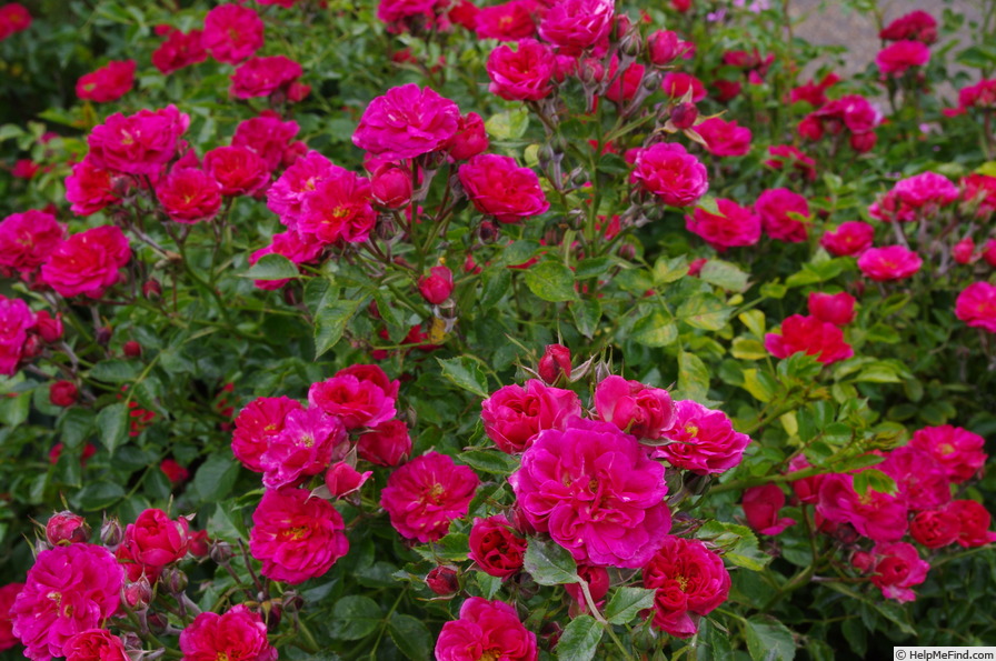 'Red Bells ®' rose photo