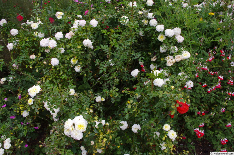 'White Bells ®' rose photo