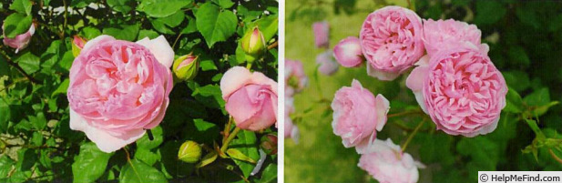 'Mother Elegans' rose photo