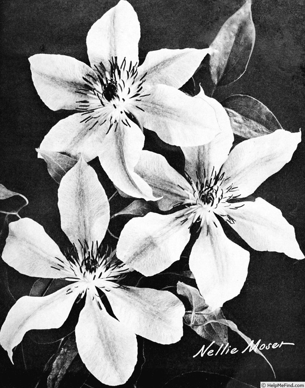 'Nelly Moser' clematis photo