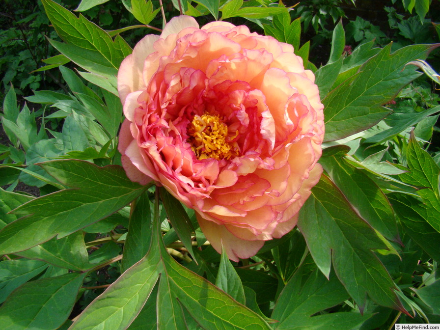 'Souvenir de Maxime Cornu' peony photo