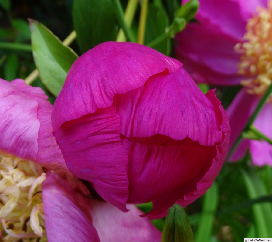 'Largo' peony, click to enlarge 'Largo' peony photo