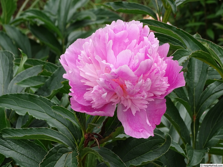 'M. Jules Elie' peony photo