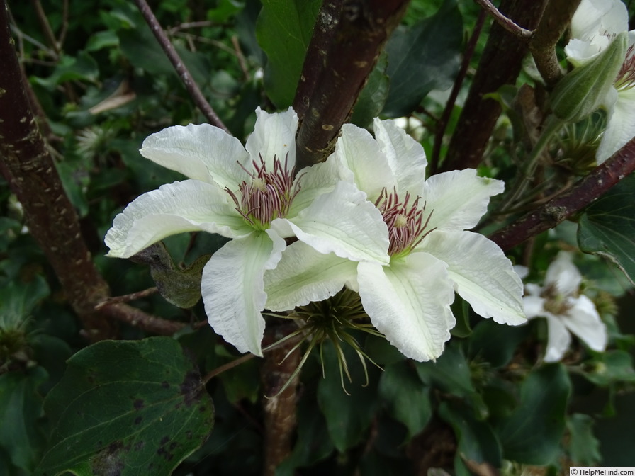 'Kitty ™' clematis photo