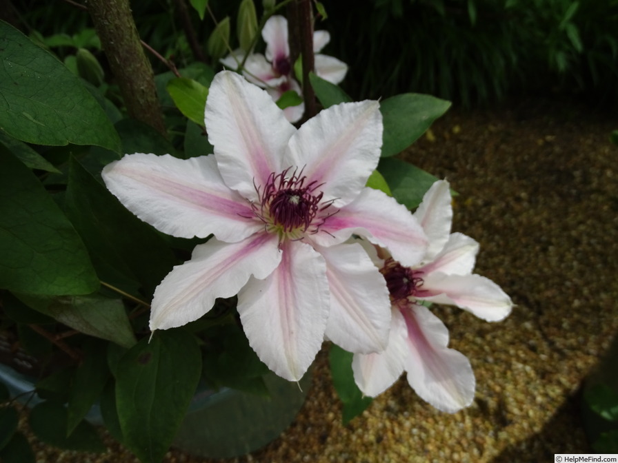 'The Countess of Wessex' clematis photo