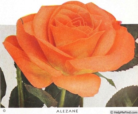 'Alezane (hybrid tea, Pahissa, 1935)' rose photo