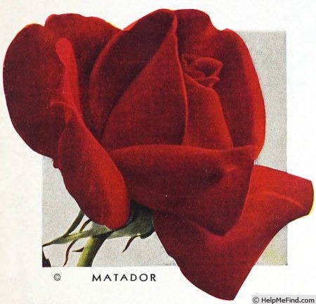 'Matador (hybrid tea, Van Rossem, 1935)' rose photo