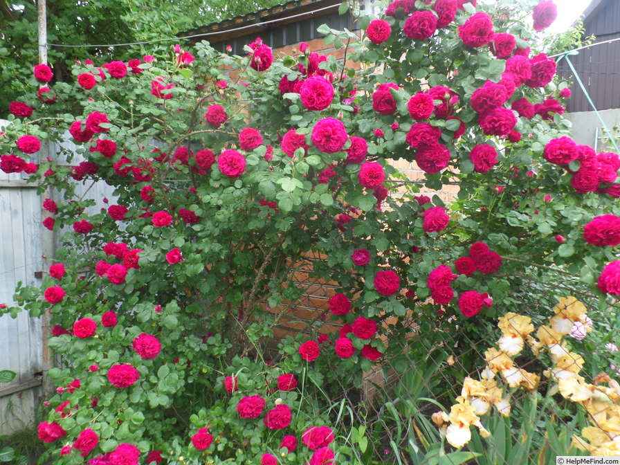 'Tess of the d'Urbervilles' rose photo